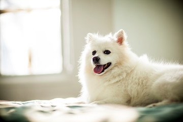 개, 애완 동물, animal, 백, 사모예드, 송곳니, 포메라니안, 귀여운, 강아지, 인물사진, 순종, 계통, 스피츠, 가정의, 포유동물, 강아지, 모피, 친구, 족보, beautiful, 공방, 1, 고립시키는, 사랑스러운