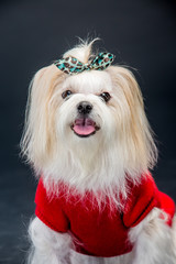 개, 몰타어, animal, 애완 동물, 백, 귀여운, 강아지, 송곳니, 인물사진, 가정의, 포유동물, 작은, 사랑스러운, 공방, 계통, 앉아있는, 고립시키는, 순종, 족보, 흰색 배경, 테리어, 모피,애견미용,푸들,애견,애견강아지,멍멍,귀여운