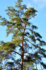 Obraz premium Krone einer Kiefer mit blauem Himmel als Hintergrund 