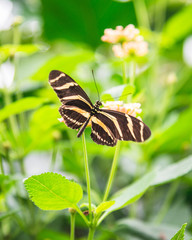 Carleton Butterflies 2019