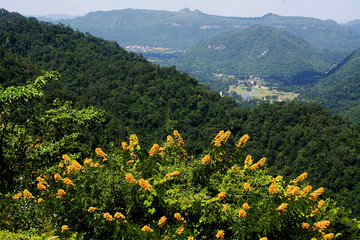 Fototapeta na wymiar Yellow flowers with a forest background
