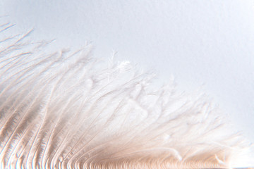 Abstract blurry black and white feather background. Beautiful white feather pattern texture background. Texture of a bunch of white fluffy ostrich feathers closeup