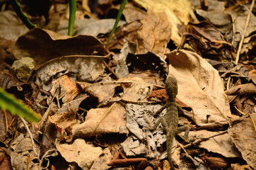 lizard on leaves