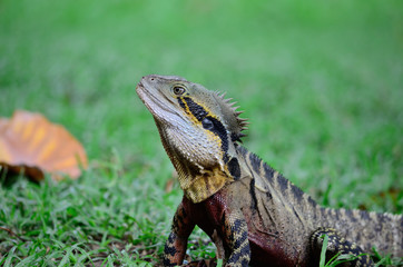 Fototapeta premium Australian water dragon
