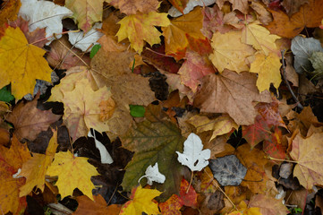 Naklejka na ściany i meble сolorful autumn leaves fall to the ground