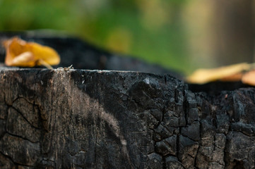 black burnt tree stump