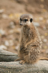 Fototapeta premium closeup of meerkat standing on tree trunk