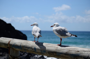seagull on post