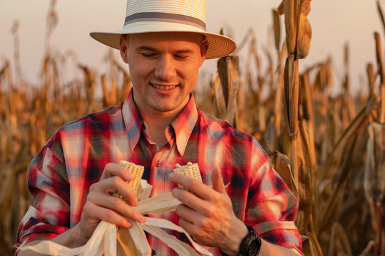  Portrait of young farmer or agronomist standing in corn field examining the yield before harvest at sunset. - Image