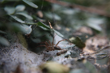 spider on leafe