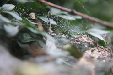 web