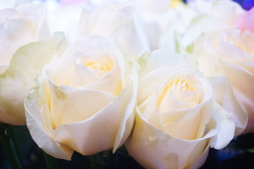 A close-up of the roses