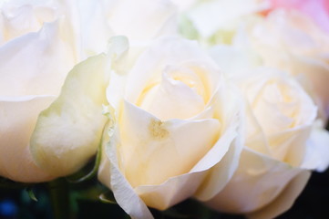 A close-up of the roses