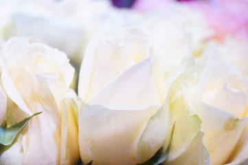 Obraz na płótnie Canvas A close-up of the roses