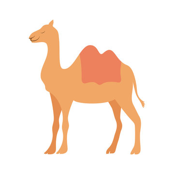 Cute Camel Manger Animal Character