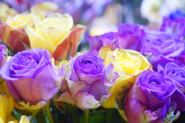 Fototapeta na wymiar A close-up of the roses