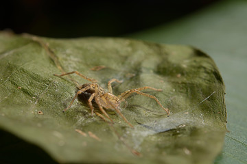 araña sobre hoja seca