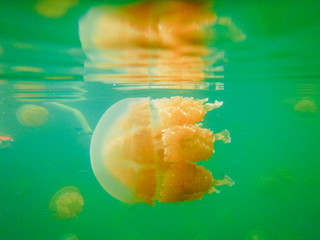 Jellyfish lake, Golden jellyfish (Mastigias papua etpisonii) is swimming near water surface. This...