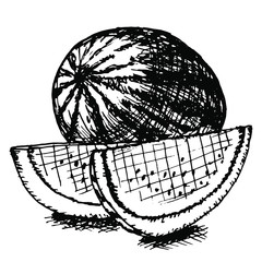 Black and white ink sketch of a watermelon with two slices illustration vector