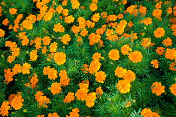 Fototapeta na wymiar Marigold flowers background during autumn at a park in Dallas, Texas