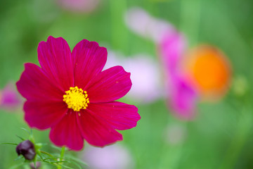 Obraz premium コスモス