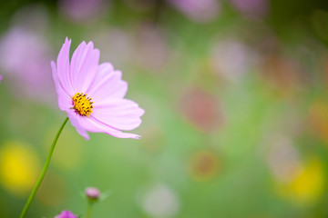 コスモス