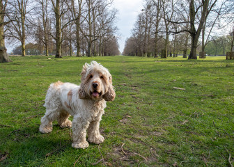 Happy English Cocker Spaniel Orange Roan Dog