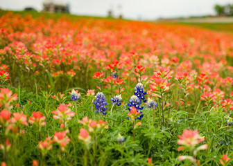 Sea of Bluebonnets