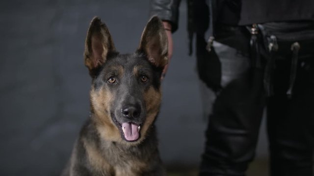 Portrait of a German Shepherd