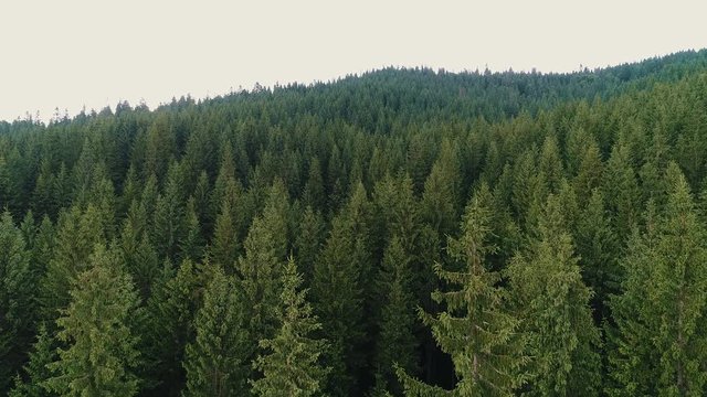 top view of coniferous forest