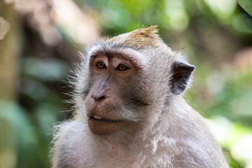 Balinese Long Tailed Monkey (macaque). Yellow eyes. Green vegetation in background. Sacred Monkey Temple sanctuary, Ubud, Bali, Indonesia. 