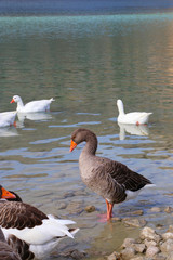 Cute geese on a lake