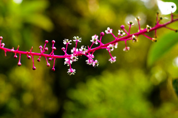 Flowers in Monte Verde