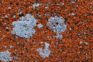 dog pattern on the red rock