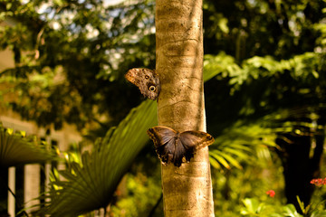 Moths Resting