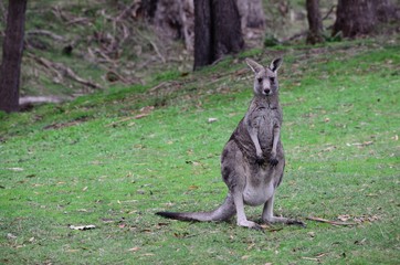 kangaroo in the park