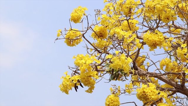 yellow autumn leaves against blue sky