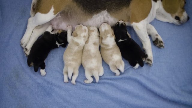 A small litter of newborn beagle puppies feed of their mother's milk.