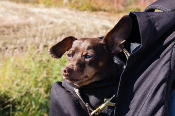 minuature pinscher dog traveling in a backpack