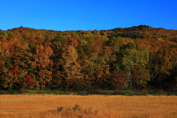 Fototapeta premium 紅葉の御在所沼