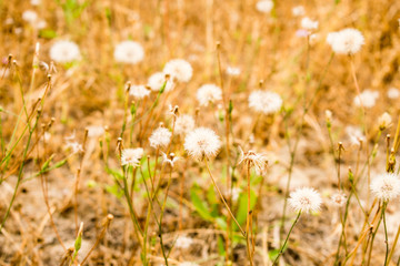 field of daisies