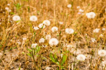 Fototapeta premium field of Flowers