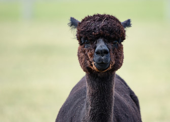 Head-on view of adorable bay black alpaca giving a candid stare forward