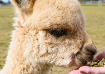 Closeup of adorable Light Fawn baby (Cria) Alpaca being handfed 