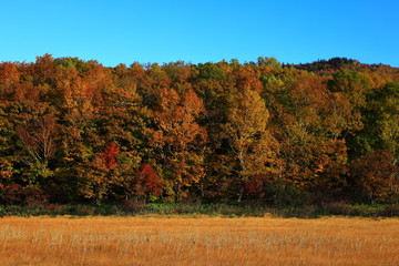 Fototapeta premium 紅葉の御在所沼
