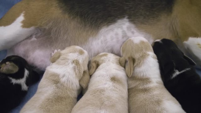 A small litter of newborn beagle puppies feed off their mother's milk.