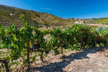 Naklejka premium Closeup of grapevine in the Douro valley.