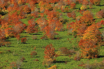 紅葉の八幡平