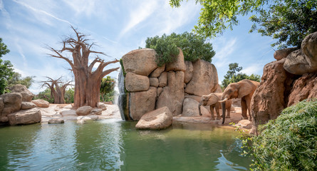 Couple of elephants drinking water in the bioparc valencia spain