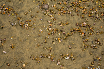 shells on the beach